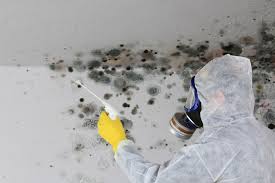 Best Mold Odor Removal Services  in Welcome, NC